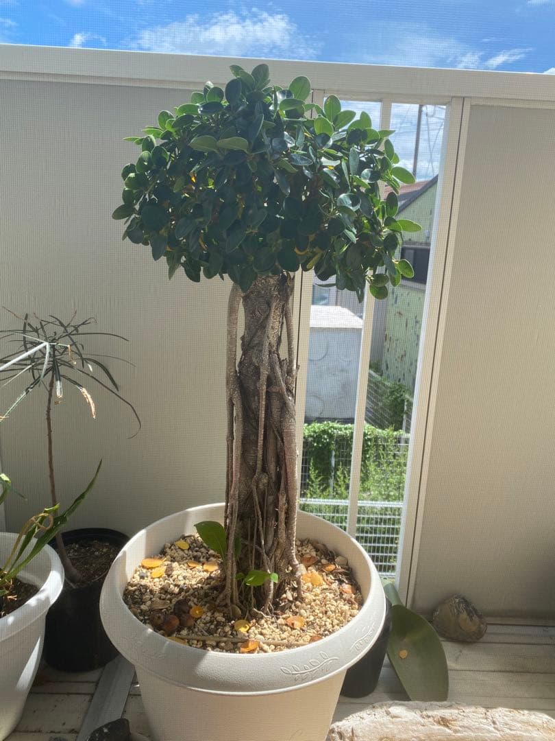 パンダガジュマル 古木 90cm