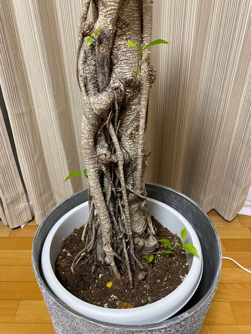 パンダガジュマル 古木 90cm