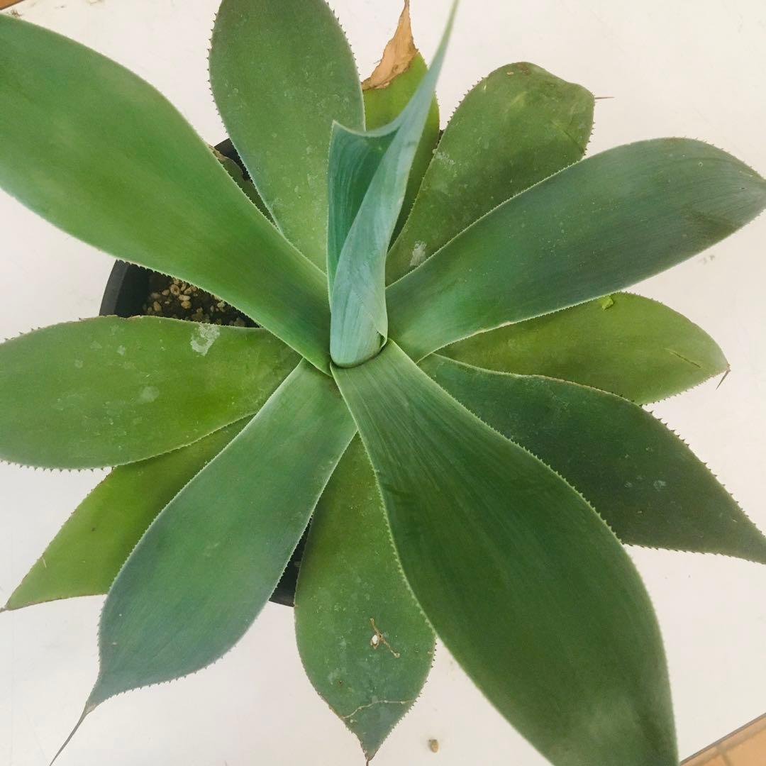 【大苗】アガベ トゥルービューティー Agave 'True Beauty'