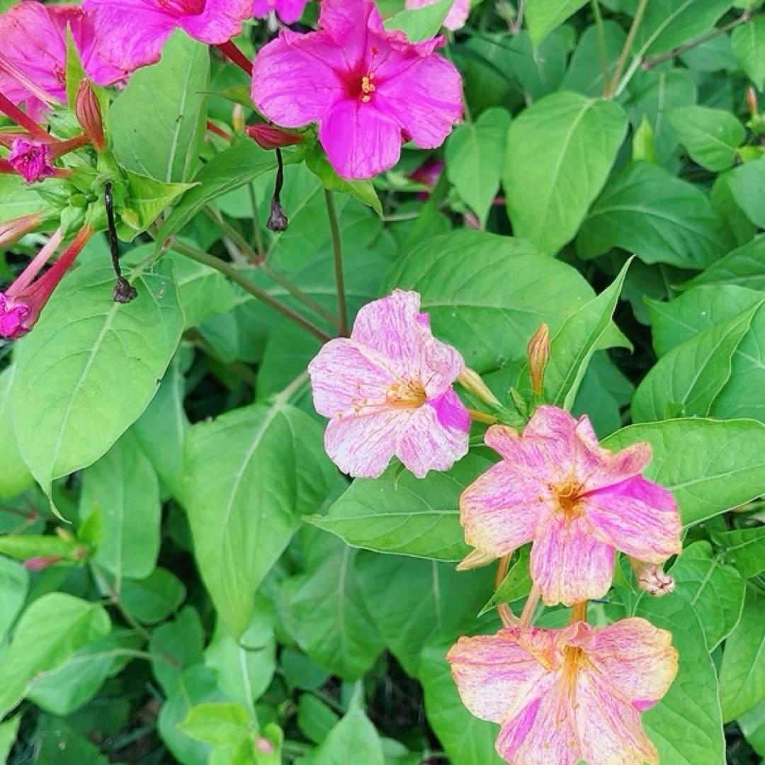 オシロイバナ　ミックス色　苗4株塊根　おしろい花　白粉花　夕化粧　白粉花　花の苗