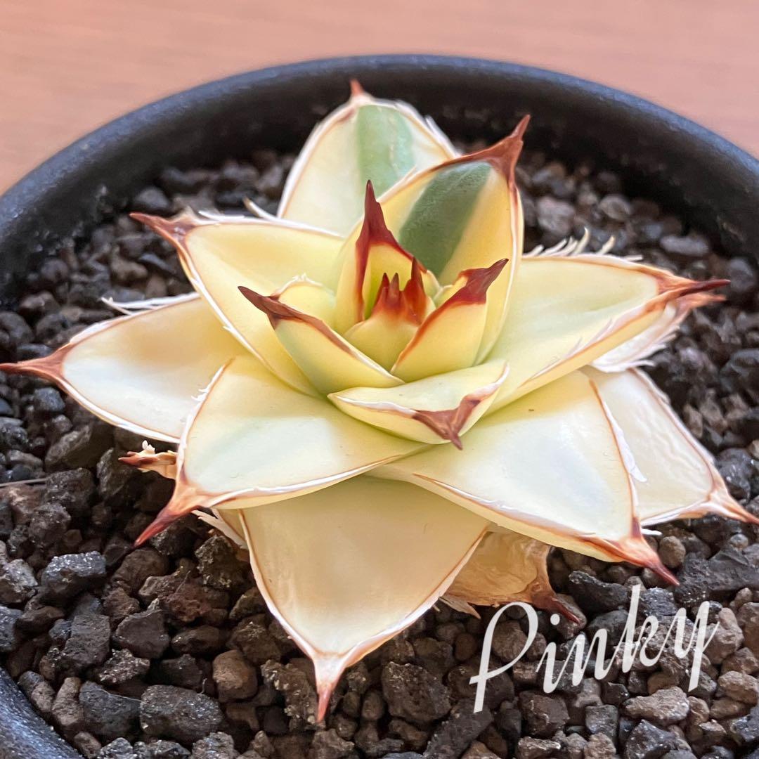 タ*ー様 超選抜【選抜オークション】④特大　アガべ　王妃笹の雪A型　ピンキーTC