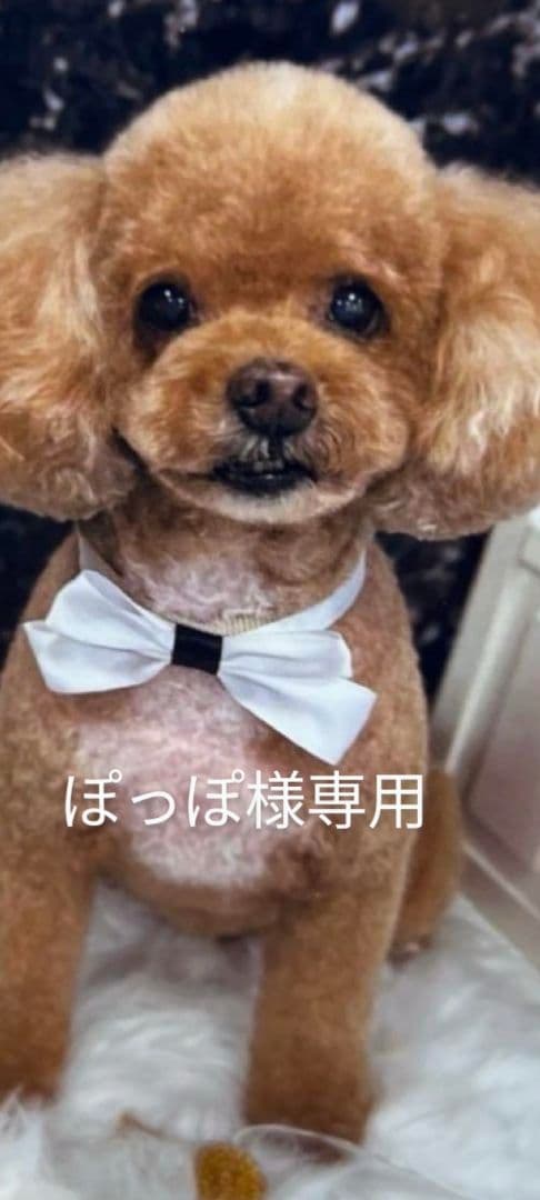 ぽっぽオーダー♡3ワンコちゃん♡