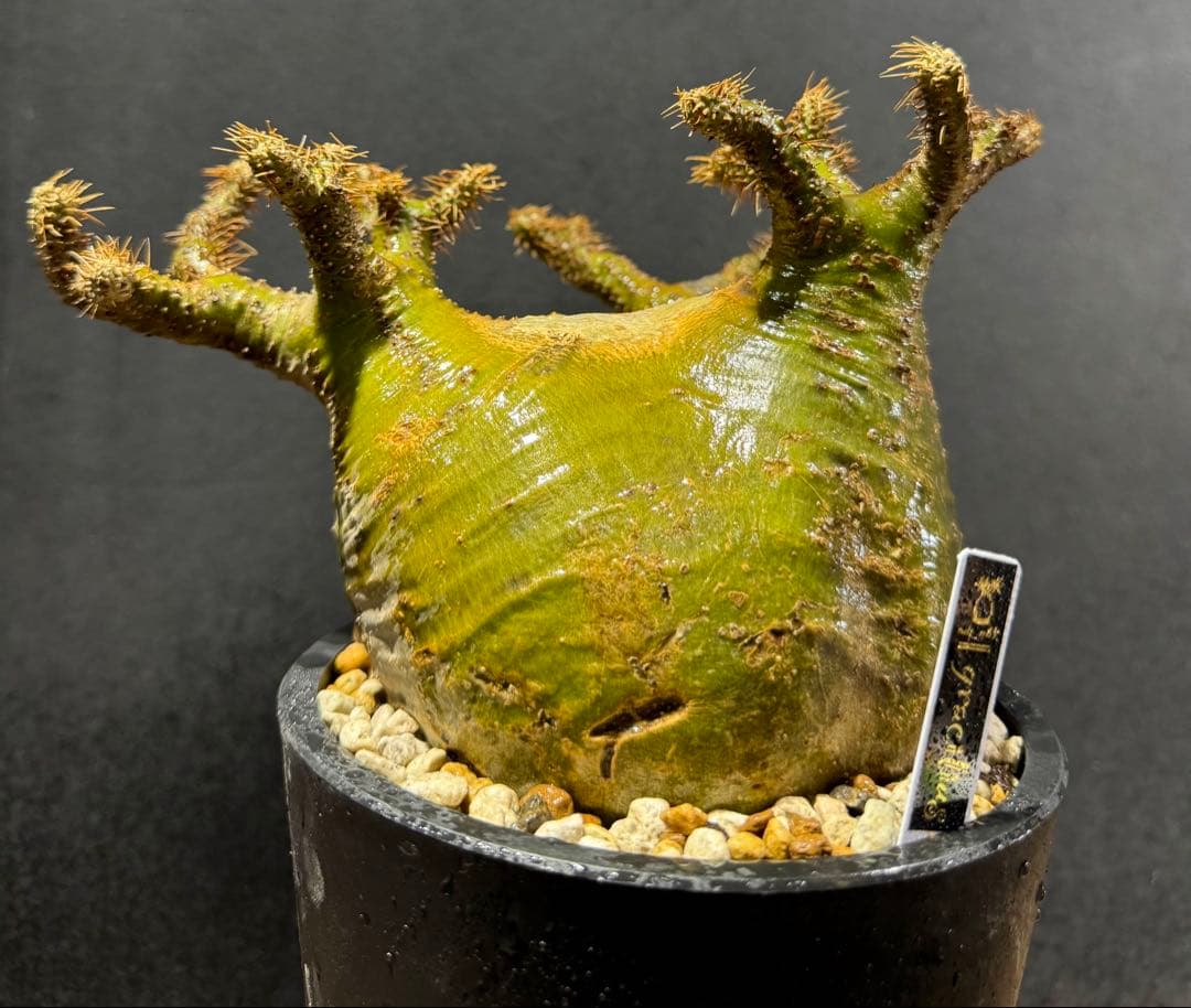 画像無加工でこの色肌　グラキリス現地球 ベアルート　良型株　中株　低重心 緑肌