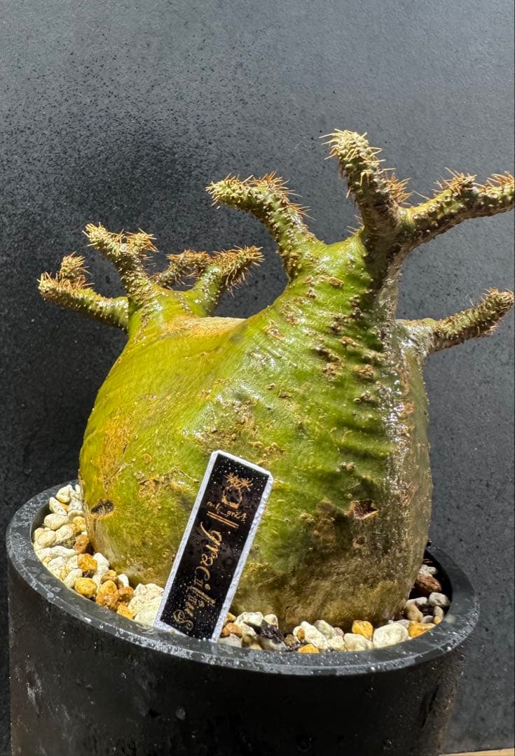 画像無加工でこの色肌　グラキリス現地球 ベアルート　良型株　中株　低重心 緑肌