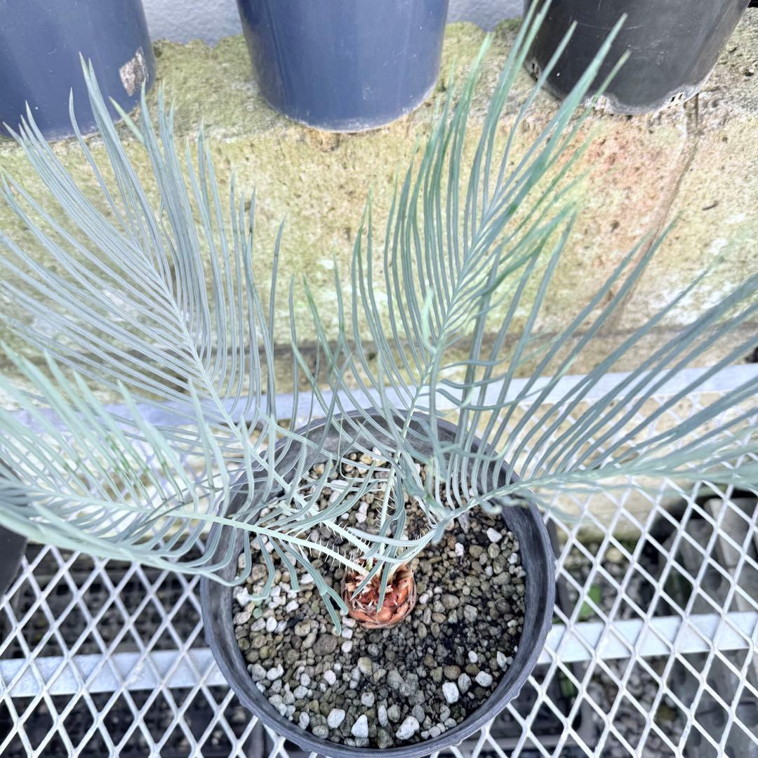 サイズM 希少 赤肌 サイカス カイルンシアナ 観葉植物