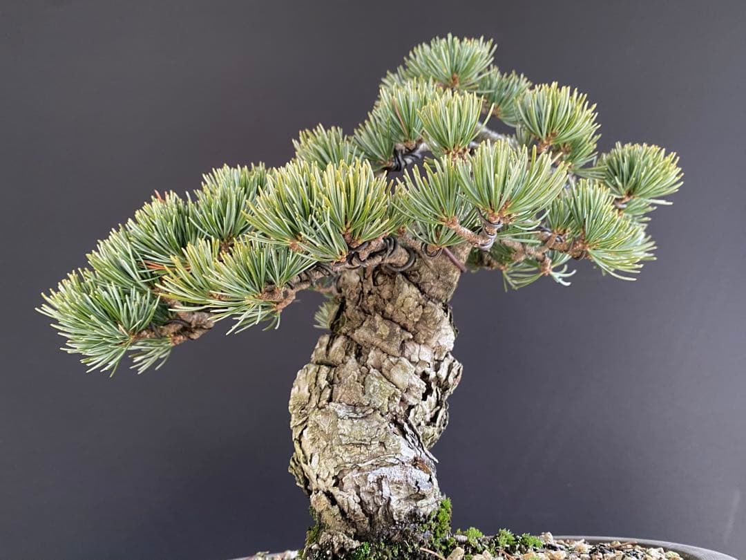 白木盆栽園　宮島五葉松　樹高27センチ　銀葉性八房五葉松盆栽黒松赤松真柏観葉植物