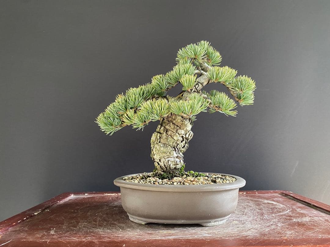白木盆栽園　宮島五葉松　樹高27センチ　銀葉性八房五葉松盆栽黒松赤松真柏観葉植物