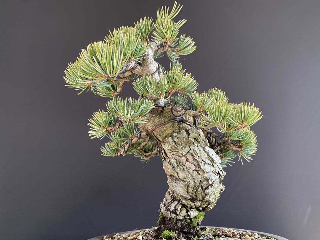 白木盆栽園　宮島五葉松　樹高27センチ　銀葉性八房五葉松盆栽黒松赤松真柏観葉植物