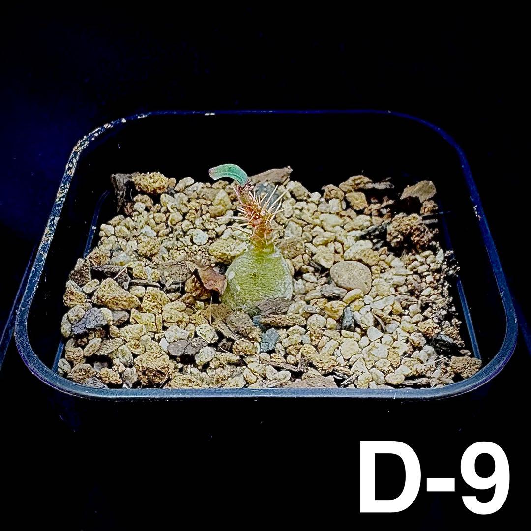 /様 塊根植物他 実生苗 3/3