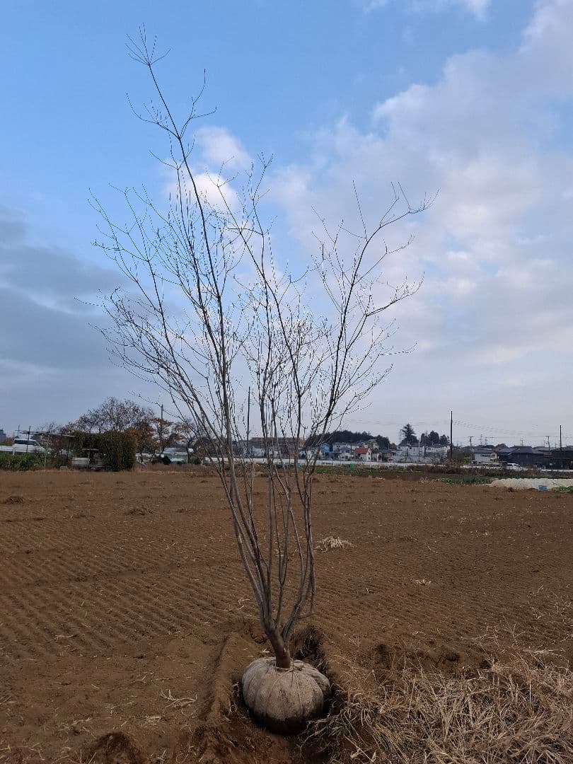 希少 サラサドウダンツツジ ――アオダモ アオハダ 山彩り ――