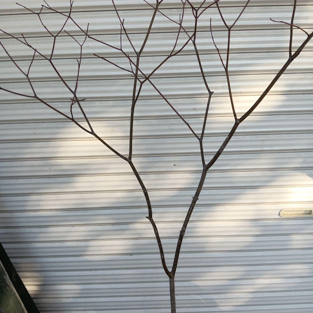 ハウチワカエデ　山採り