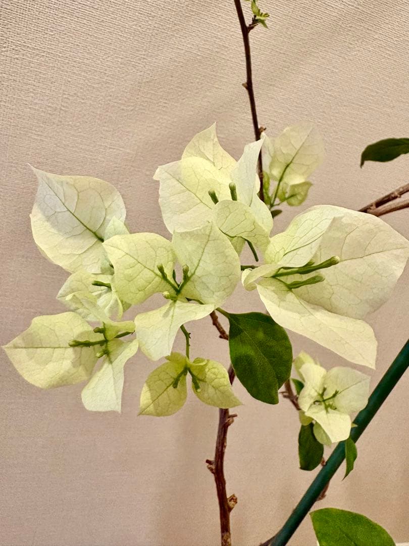 開花中のブーゲンビリア✨クリスタルピンク✨