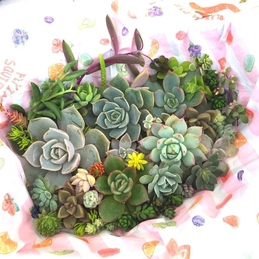 多肉植物カット苗　a