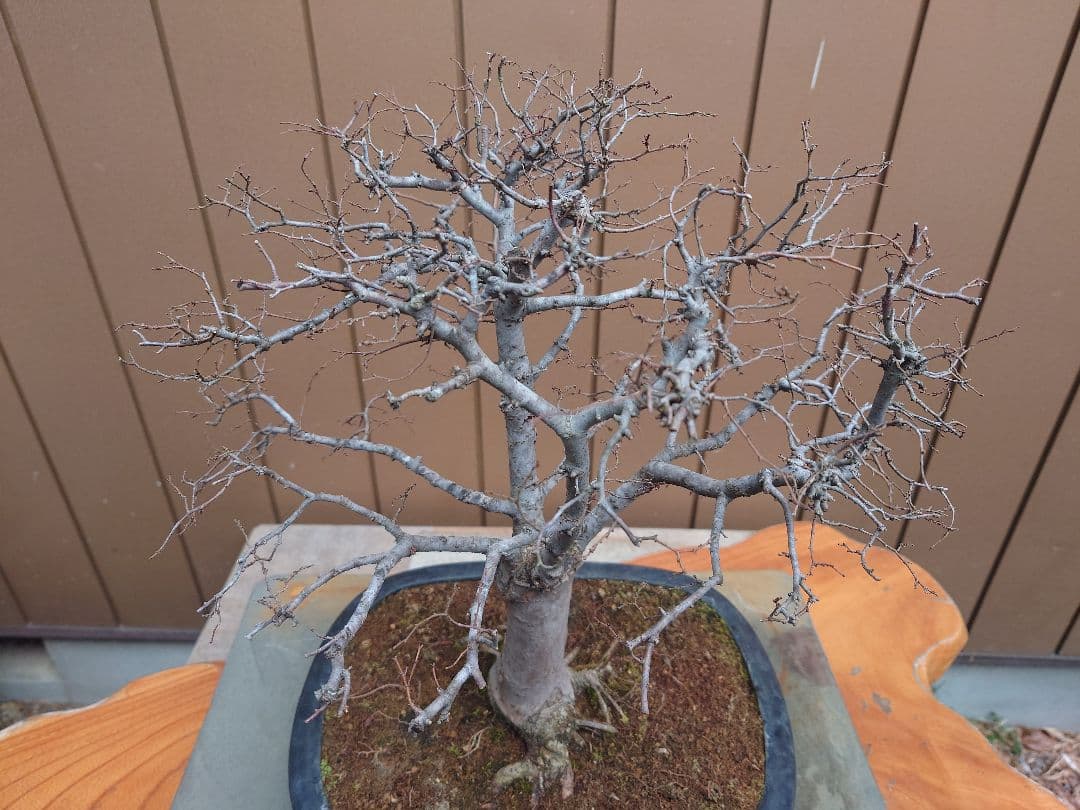 盆栽　欅　樹高36cm