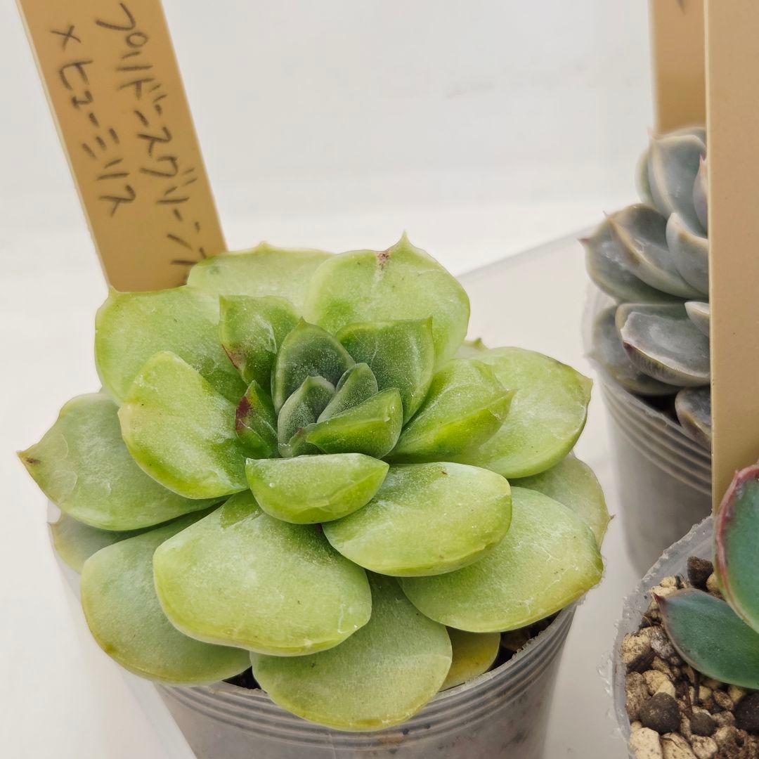 はるち(∩^ω^∩)様 5苗 メルカリ便送料込