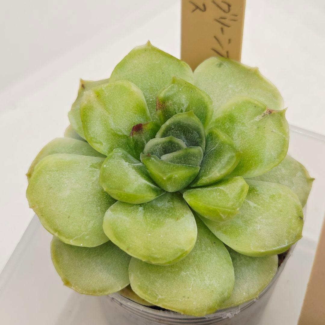 はるち(∩^ω^∩)様 5苗 メルカリ便送料込