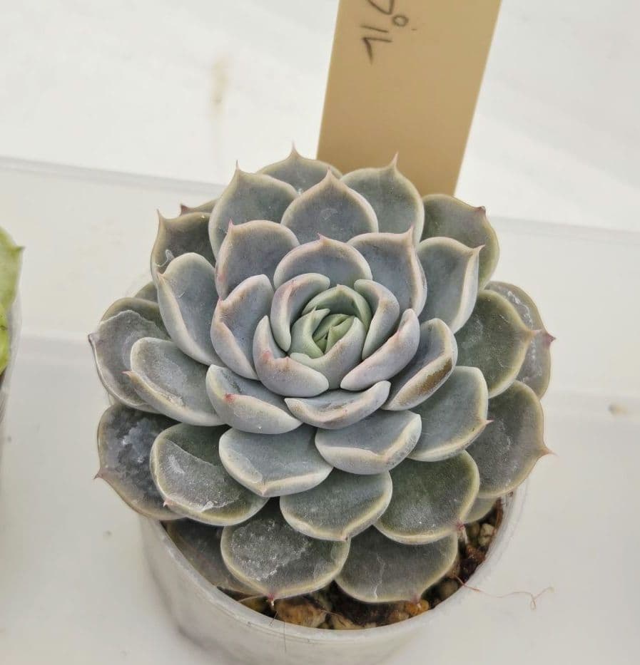 はるち(∩^ω^∩)様 5苗 メルカリ便送料込