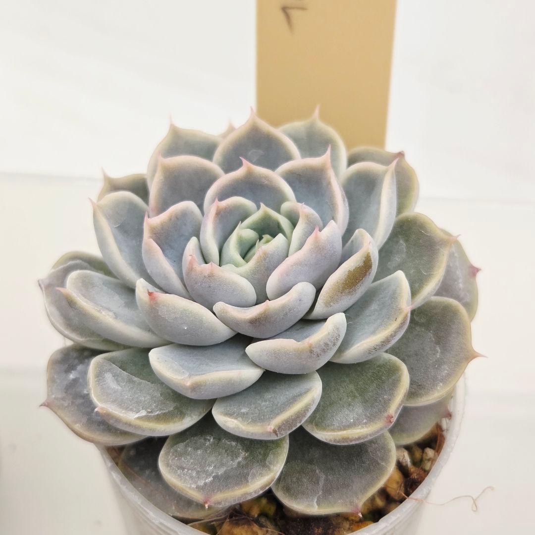 はるち(∩^ω^∩)様 5苗 メルカリ便送料込