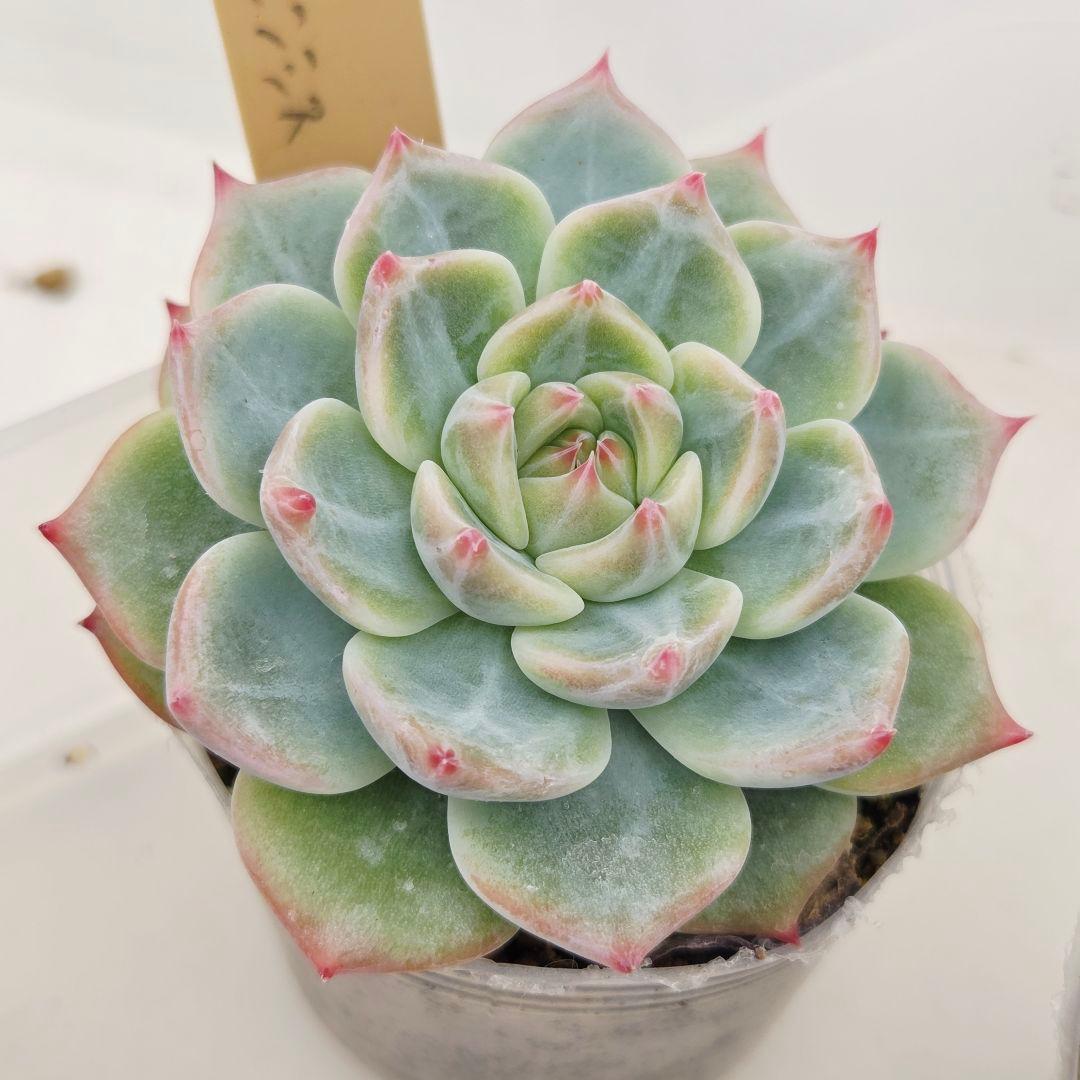 はるち(∩^ω^∩)様 5苗 メルカリ便送料込