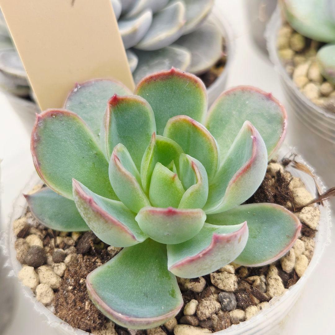 はるち(∩^ω^∩)様 5苗 メルカリ便送料込