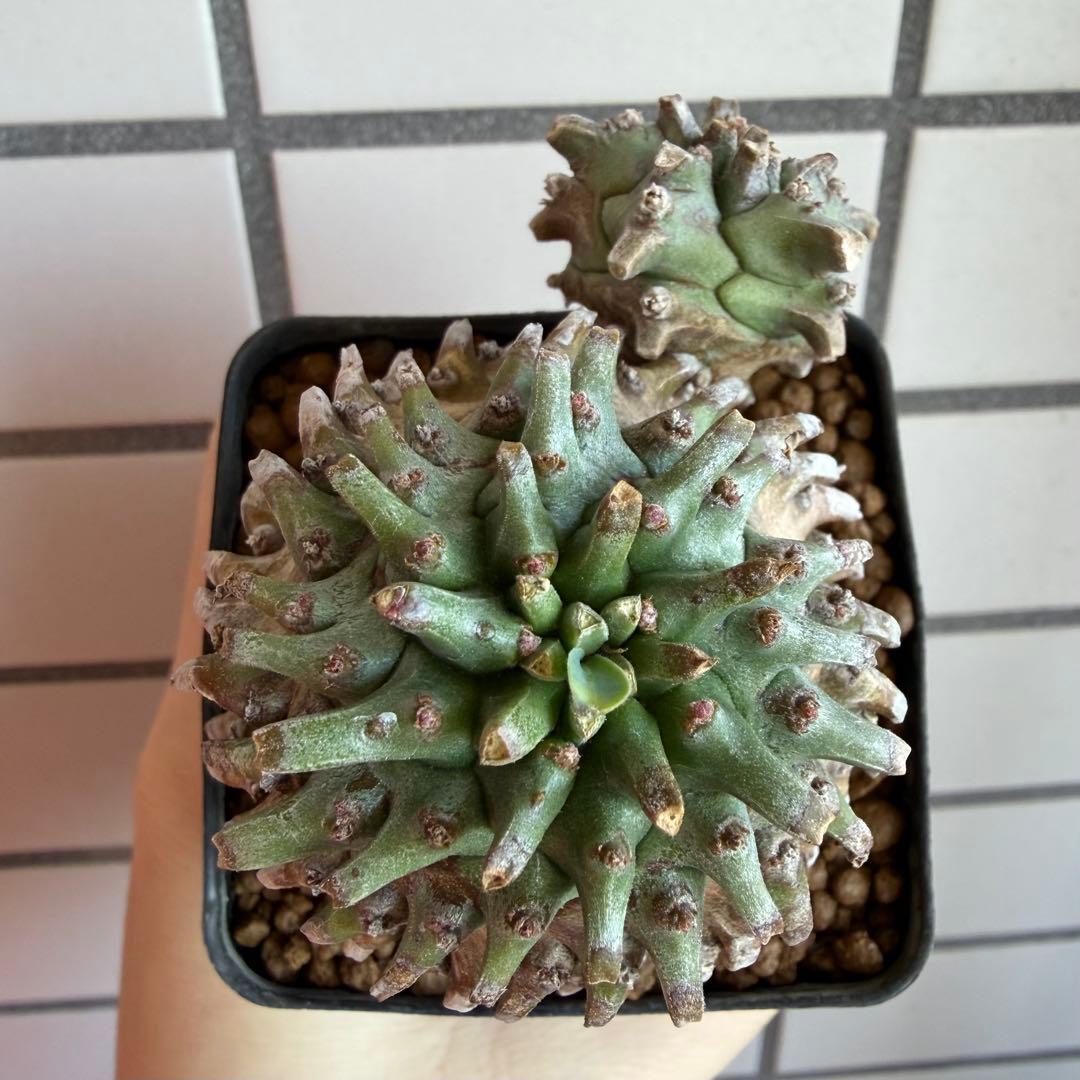 ユーフォルビア オベサ×鉄甲丸 オベサ鉄甲 オベ鉄 子株付き