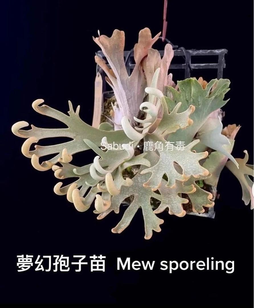 ビカクシダ p.willinckii Mew sporeling