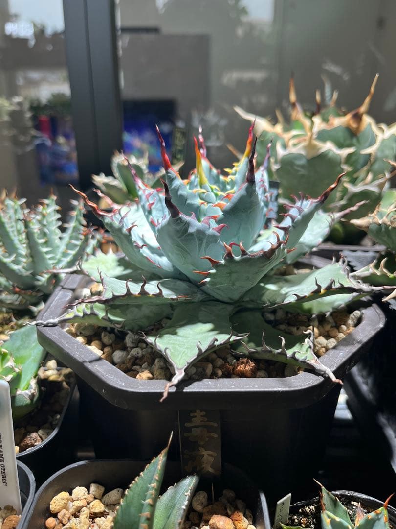 アガベ　ハイブリッド　甲蟹×屈原の舞扇　子株