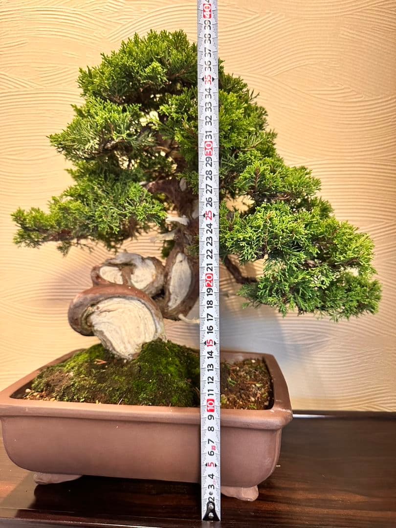盆栽　真柏　盆栽鉢　植物