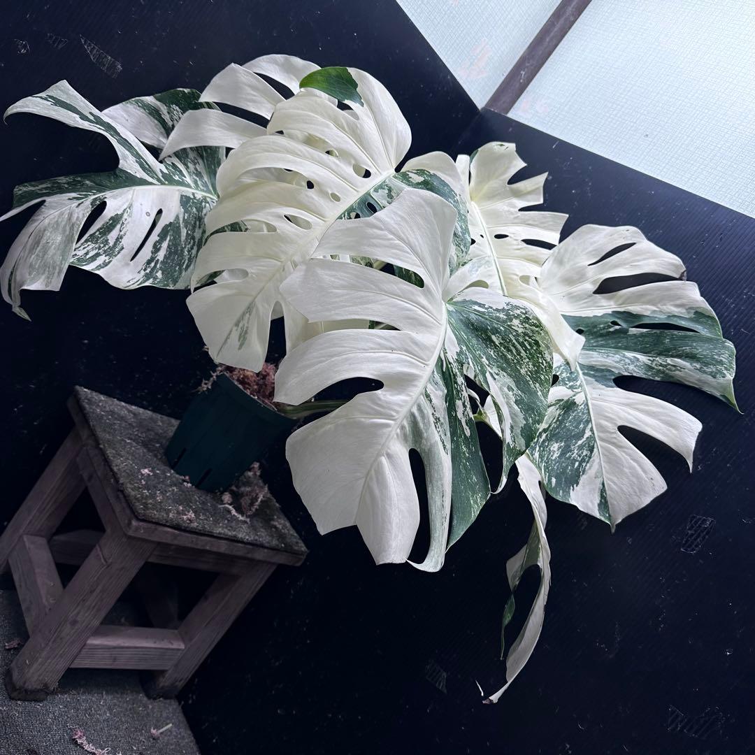 n*゜様 斑入りモンステラ ホワイトタイガー極美大株63cm白斑多