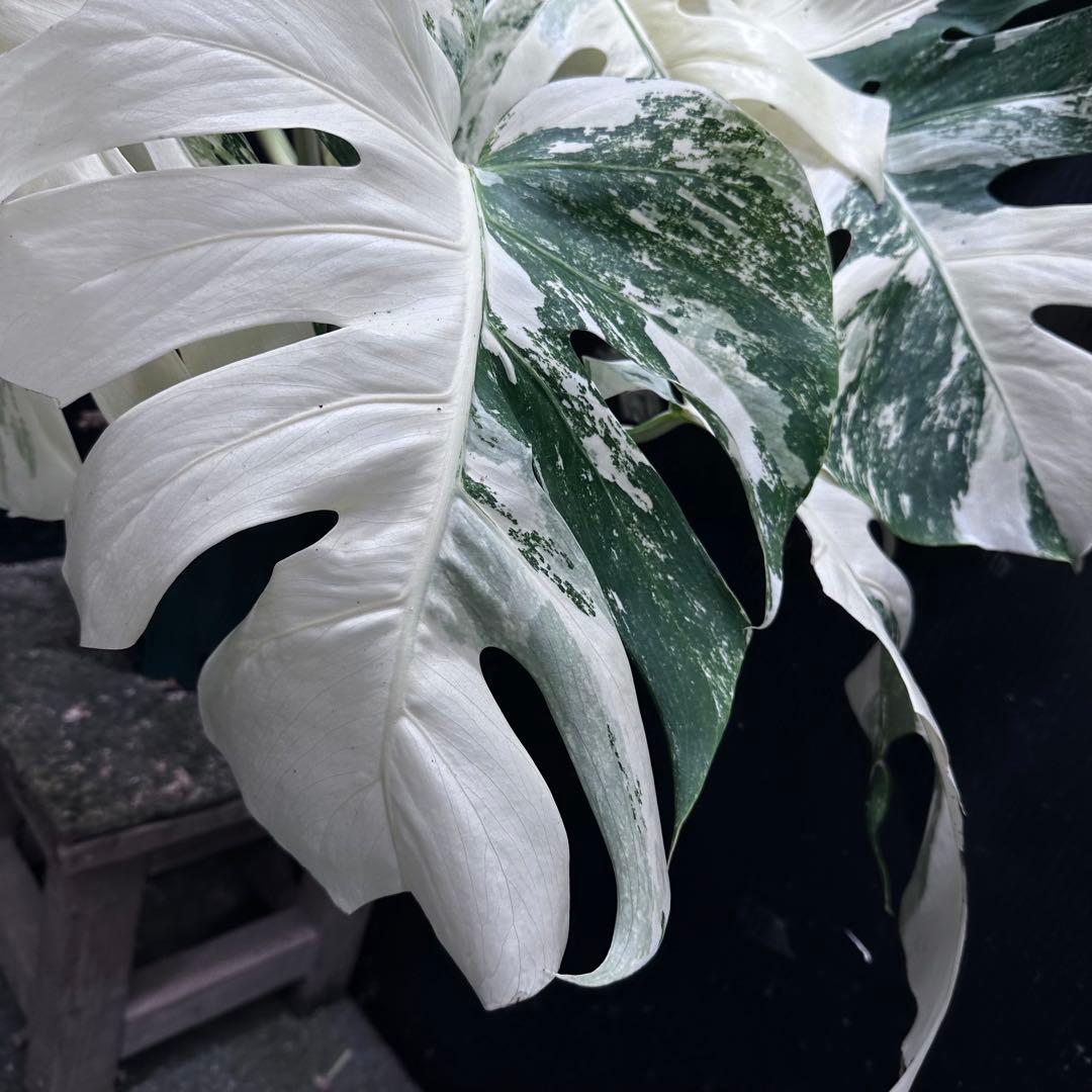 n*゜様 斑入りモンステラ ホワイトタイガー極美大株63cm白斑多