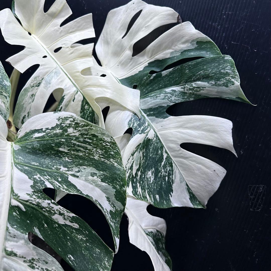 n*゜様 斑入りモンステラ ホワイトタイガー極美大株63cm白斑多