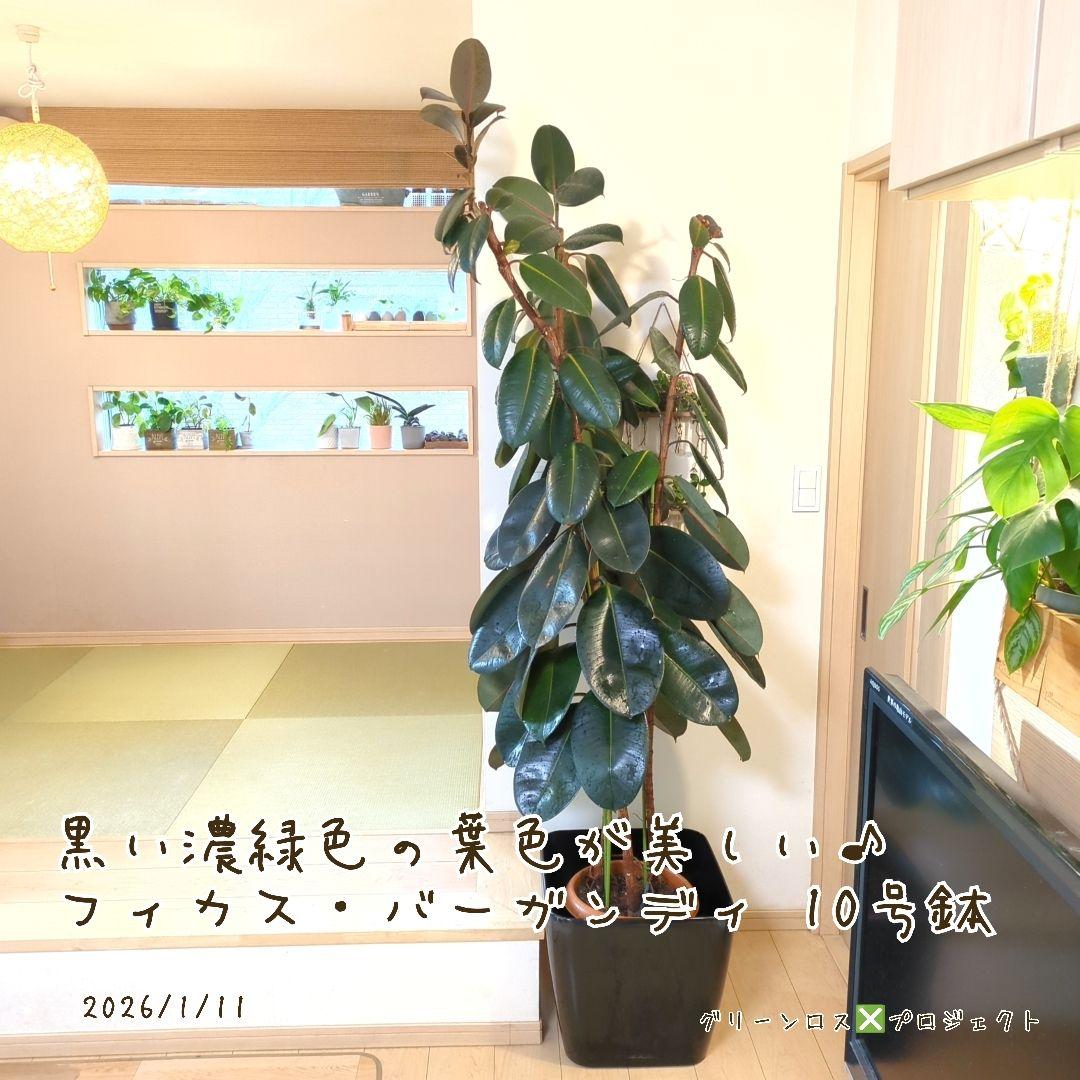【B級品/大型観葉植物】黒濃緑色の葉色が美しい♪フィカス・バーガンディ 10号鉢