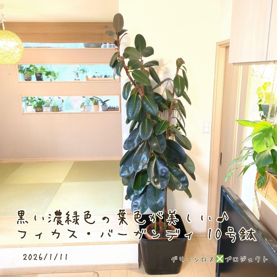 【B級品/大型観葉植物】黒濃緑色の葉色が美しい♪フィカス・バーガンディ 10号鉢