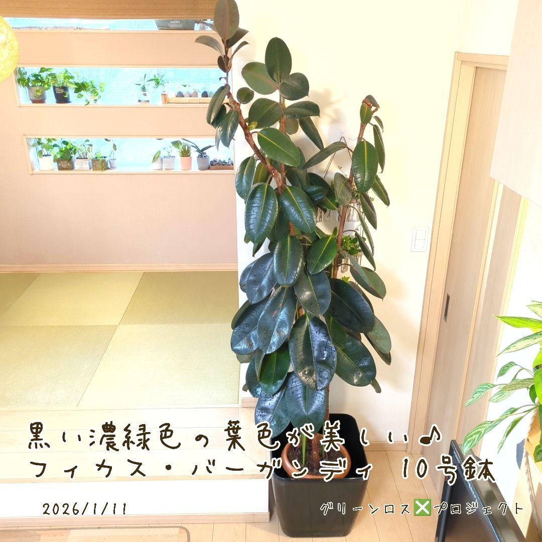 【B級品/大型観葉植物】黒濃緑色の葉色が美しい♪フィカス・バーガンディ 10号鉢