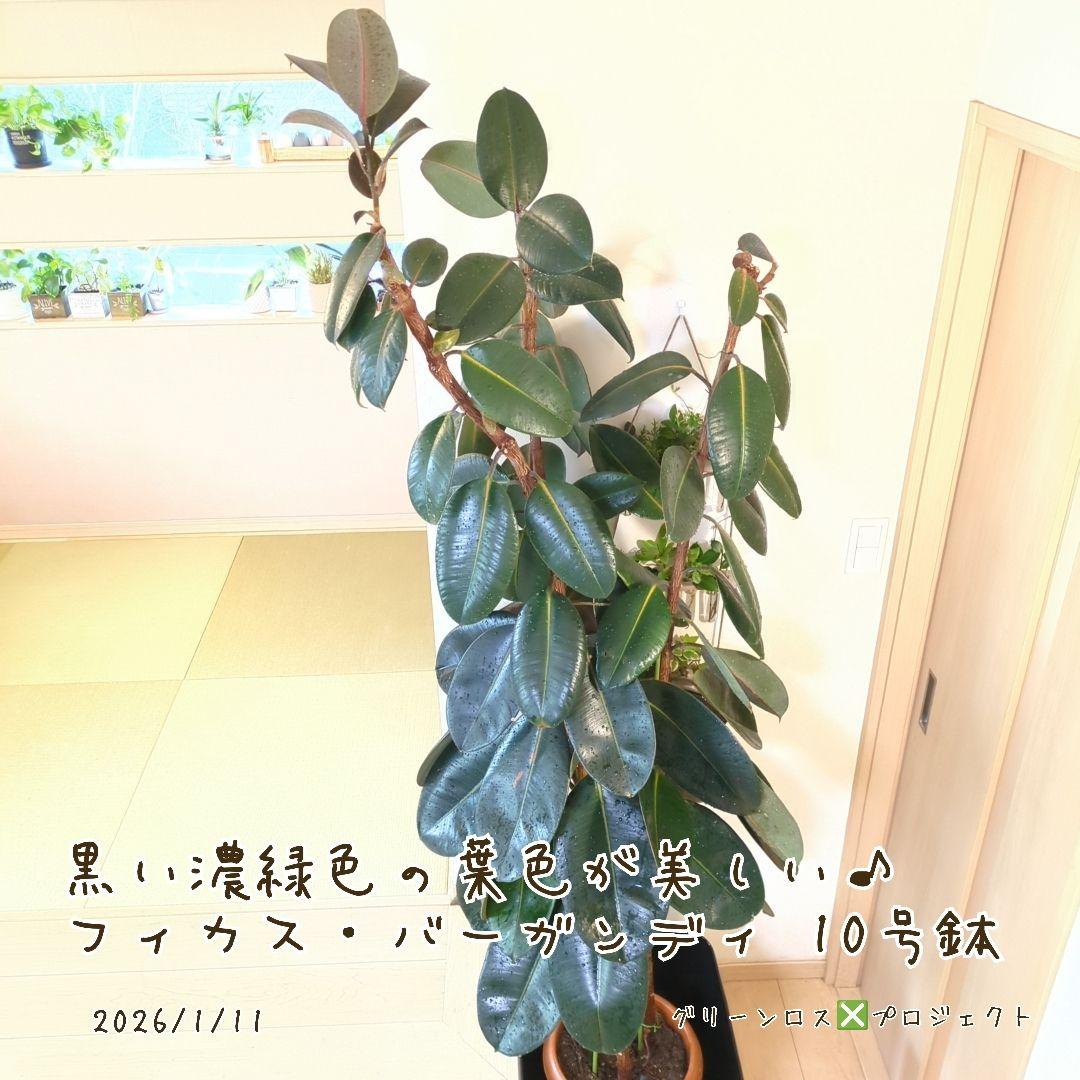 【B級品/大型観葉植物】黒濃緑色の葉色が美しい♪フィカス・バーガンディ 10号鉢