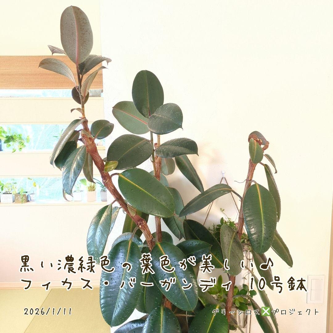 【B級品/大型観葉植物】黒濃緑色の葉色が美しい♪フィカス・バーガンディ 10号鉢
