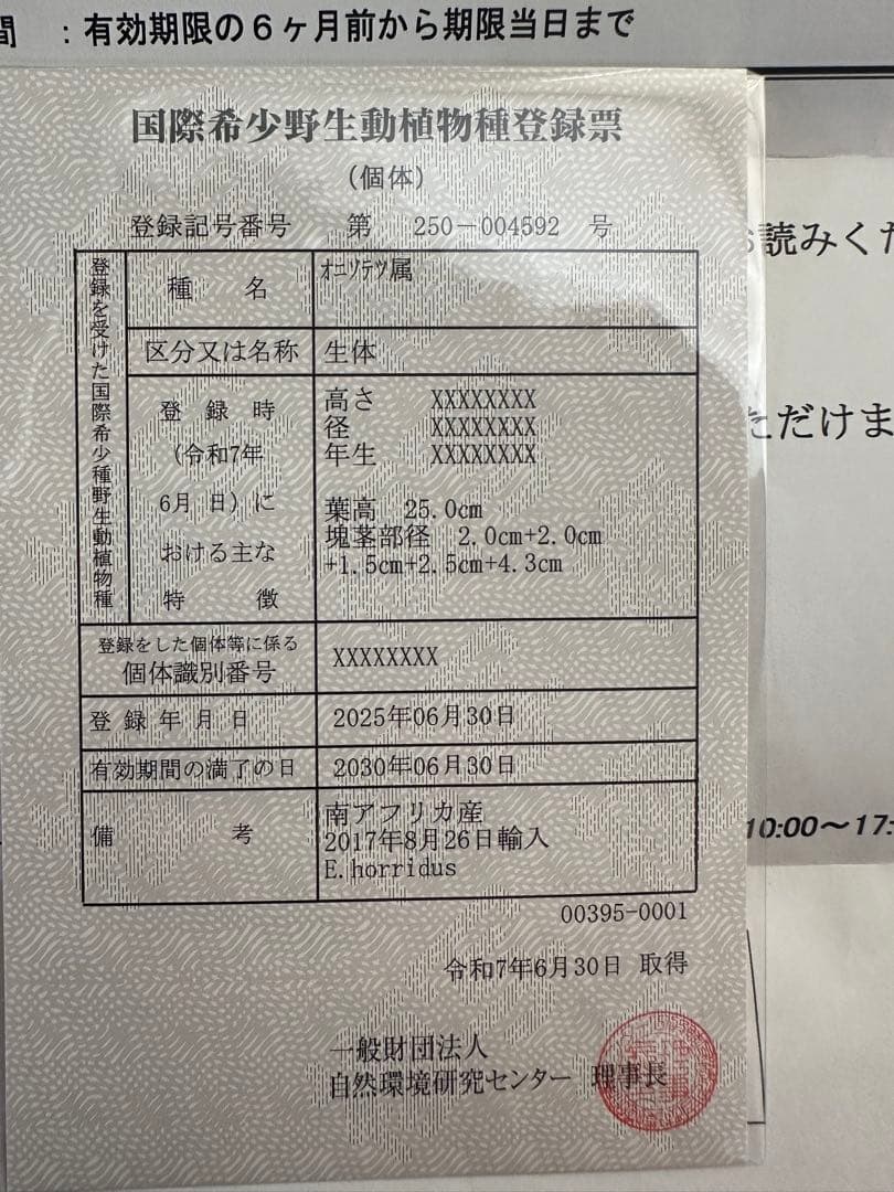 ホリダス　エンセファラルトス　登録票　付属