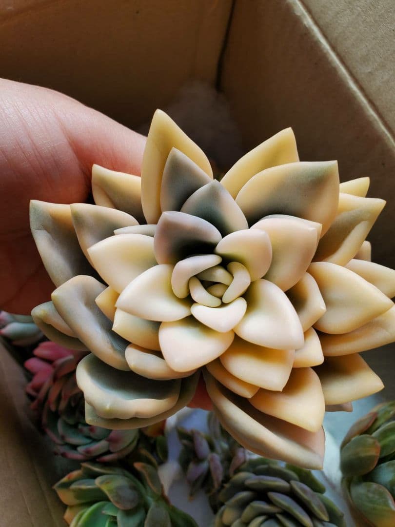 オパリナ錦 ご確認用♪