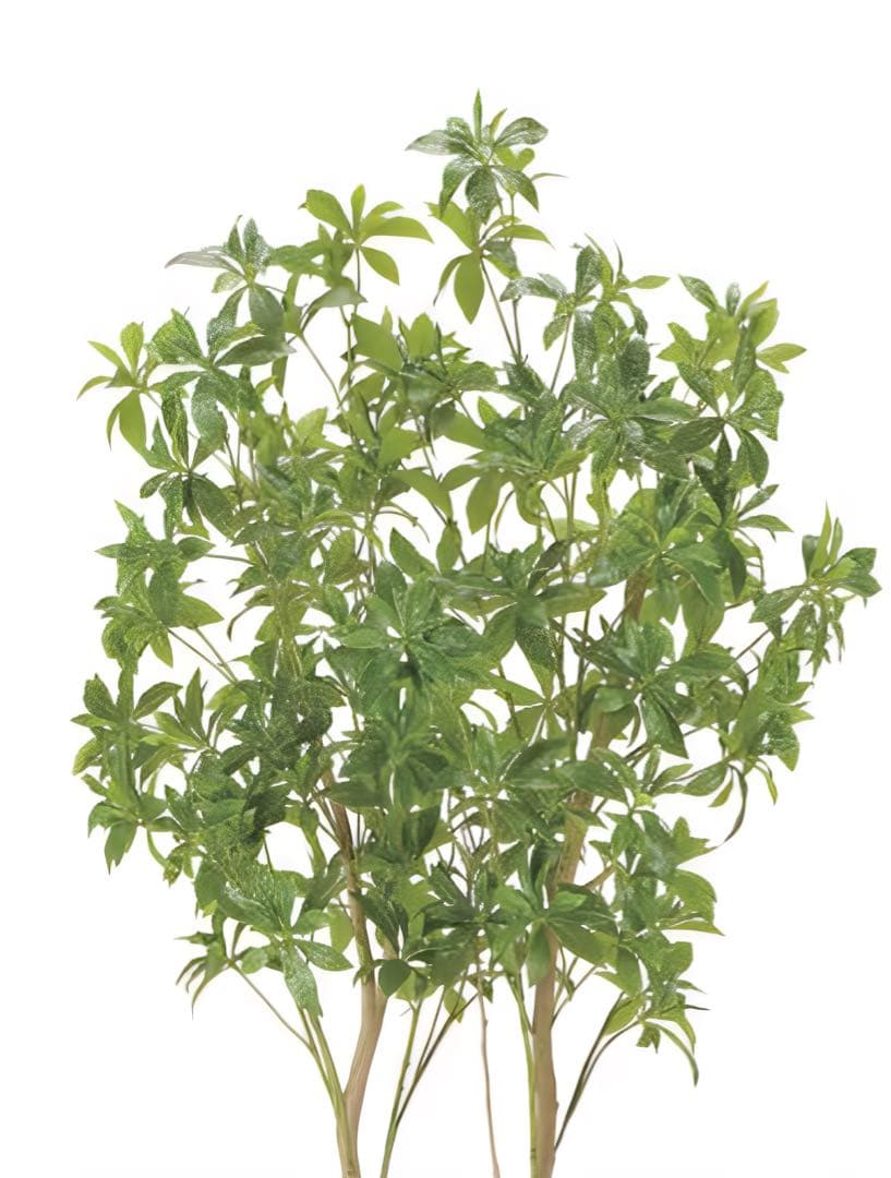 光触媒　人工観葉植物　ウォールグリーン　フェイクグリーン　フレッシュアセビ1.8
