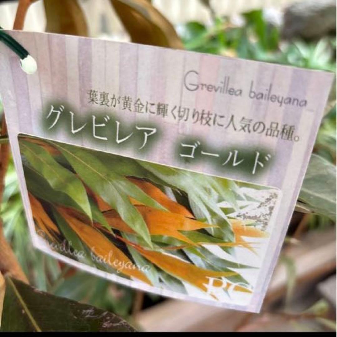 超特大　2m超　グレビリアゴールド苗