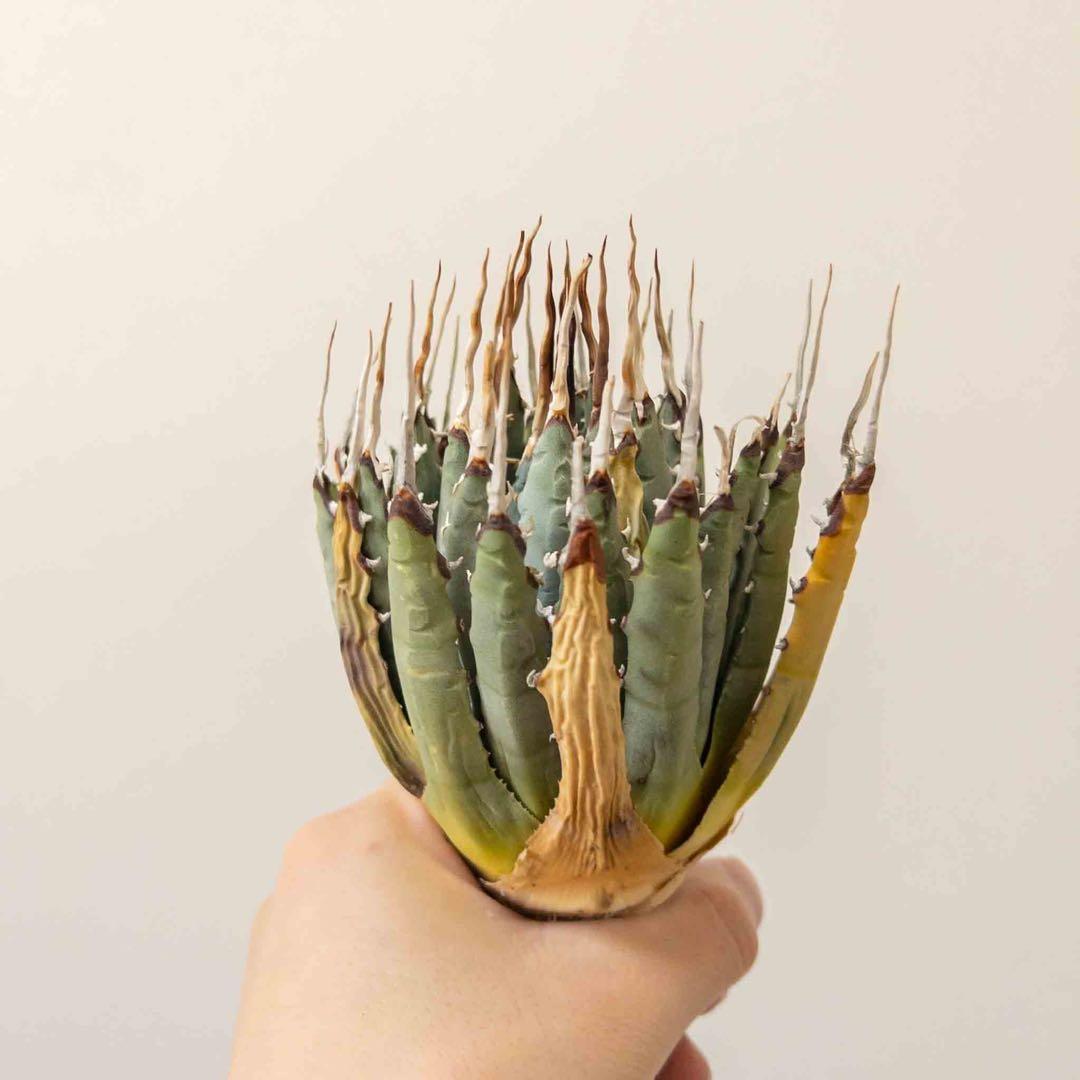 67 ユタエンシス エボリスピナ 現地株 ベアルート 陽炎 アガベ