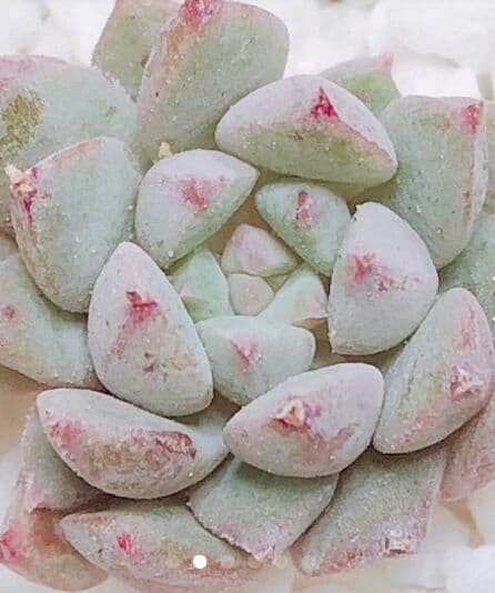 フラワー・ガーデニング htrurujrt