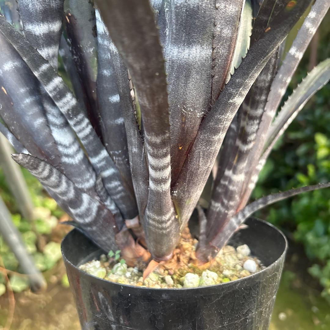 ビルベルギア　特大株