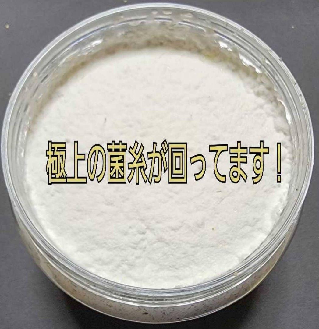 ニジイロクワガタにお薦め！極上！黒アワビタケ菌糸瓶【10本】トレハロース強化配合