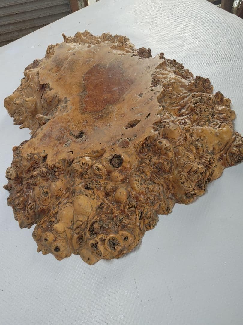 欅　ケヤキ　瘤　コブ　輪切　一枚板　花台　飾り台　銘木　無垢材/自然素材