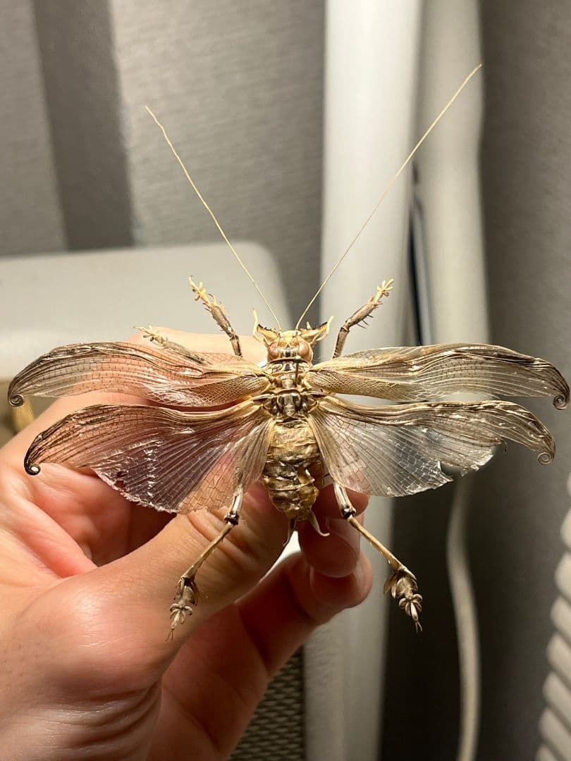 【希少産地】中国産のマキバネコロギス 昆虫標本バッタ キリギリスコロギスリオック