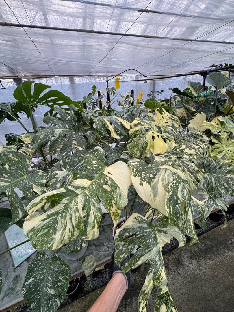 X1モンステラ　クリームブリュレ　成長点カット苗