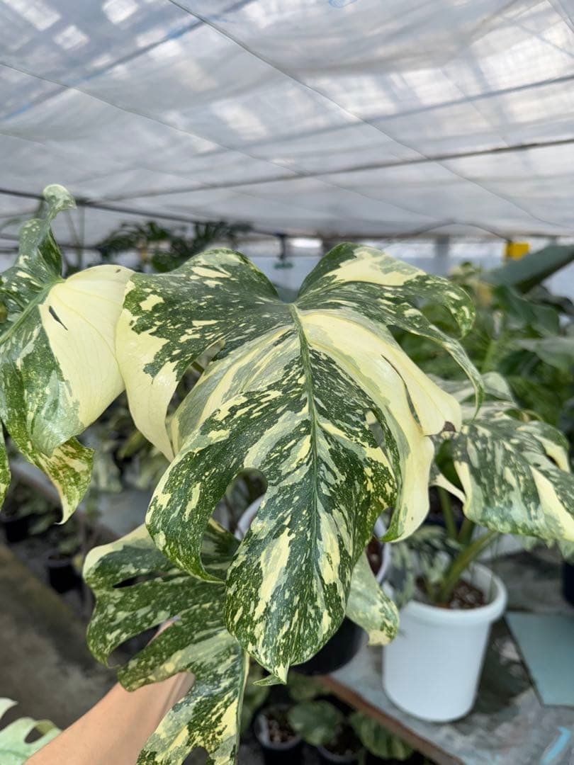 X1モンステラ　クリームブリュレ　成長点カット苗