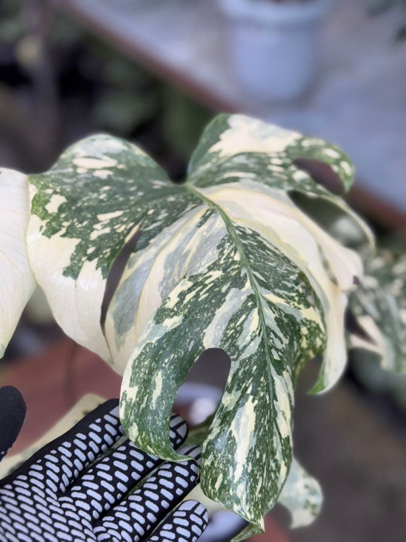 X1モンステラ　クリームブリュレ　成長点カット苗