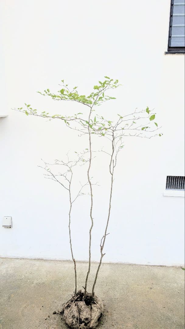 非凡。山採りアオハダ。